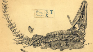 The 19th-Century Artist Who Sketched Fossils In Their Death Poses